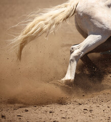 A close up action photograph of a horse running and sliding in the dirt showing mainly his tail, hip and leg.