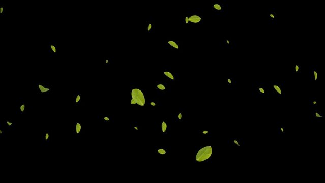【With channel】Green leaves fallingg