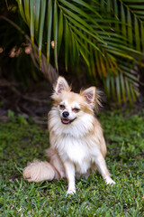 Pomeranian Chihuahua dog sits and smiles in a tropical yard