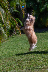 Obraz premium Jumping Pomeranian Chihuahua dog plays with a ball