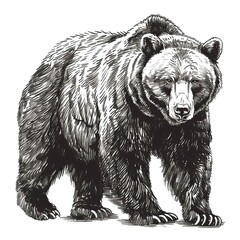 Brown bear illustration, drawing, engraving, ink, line art, vector