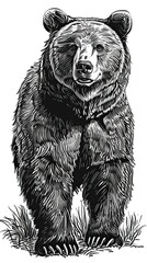 Brown bear illustration, drawing, engraving, ink, line art, vector