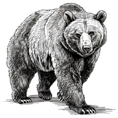 Brown bear illustration, drawing, engraving, ink, line art, vector