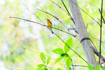 新緑の林で美しくさえずる可愛いキビタキ（ヒタキ科）。

日本国東京都八王子市、八王子城跡にて。
2024年5月撮影。

A lovely Narcissus Flycatcher, (Ficedula narcissina) singing beautifully in in the fresh greenery woods.
