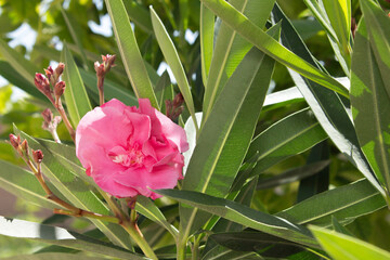 Pink tropical flower, on a background of green leaves