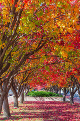 An Autumn day at Lake Burley Griffin