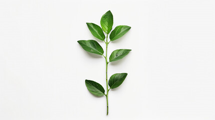 Obraz premium plant or leaves isolated on white