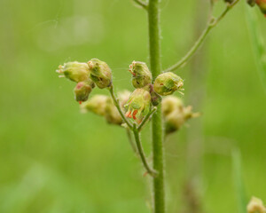 Fototapeta premium Heuchera richardsonii, also known as Prairie Alumroot, is a Native Prairie Plant of North America
