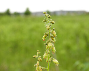 Heuchera richardsonii, also known as Prairie Alumroot, is a Native Prairie Plant of North America