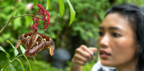 A butterfly - atlas moth sitting on Leea Rubra with a surprised woman on a blurred background © milkovasa
