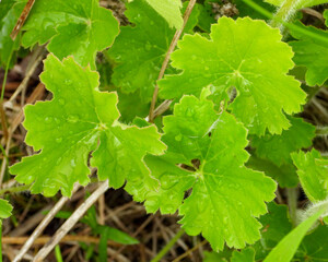 Heuchera richardsonii, also known as Prairie Alumroot, is a Native Prairie Plant of North America