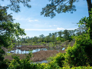 Path in the forest, First Landing State Park, Virginia Beach, VA