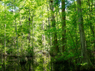 Fototapeta premium Path in the forest, First Landing State Park, Virginia Beach, VA
