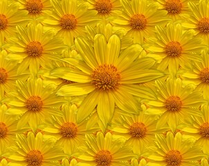 yellow flowers background