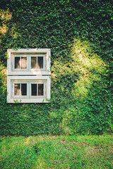 White window covered with green ivy. Concepts of conservation and adaptation to coexist with nature.