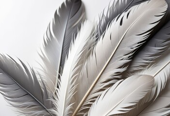 composition of overlapping feathers, using subtle gray gradients to enhance the fluffy texture and convey the gentle softness against a pure white background