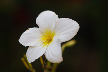 A Vibrant of Roses, Lilies, and an Array of Exquisite Flowers in Full Bloom, Capturing the Rich Colors and Fragrances of the Season, Creating a Stunning Tribute to Nature's Beauty