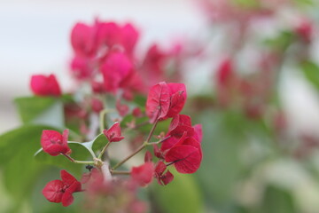 A Vibrant of Roses, Lilies, and an Array of Exquisite Flowers in Full Bloom, Capturing the Rich...