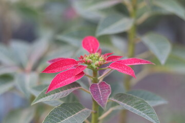 A Vibrant of Roses, Lilies, and an Array of Exquisite Flowers in Full Bloom, Capturing the Rich Colors and Fragrances of the Season, Creating a Stunning Tribute to Nature's Beauty