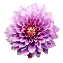 beautiful purple dhalia flower top view isolated on white background