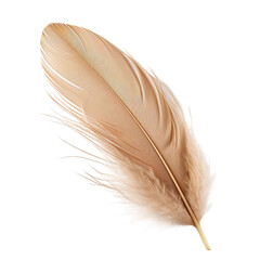 beige feather, isolated on a solid white background © OGStock