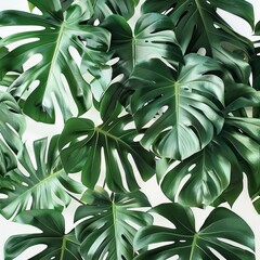 Botanical monstera leaves