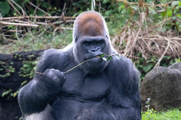 Western Lowland Gorilla (Gorilla gorilla gorilla) eating leaves off a branch. 
