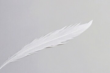 white feather on blue background