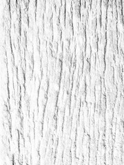 texture of the bark