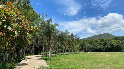 nature forest landscapes brazil colombia