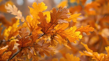 Close up of oak leaves in the forest during autumn Background of fall season