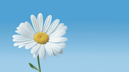 Brighten any space with this highresolution daisy illustration, featuring delicate white petals and a clean background.