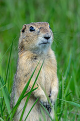 A Richardson's ground squirrel stands up to survey the prairie at Frank Lake in Alberta, Canada