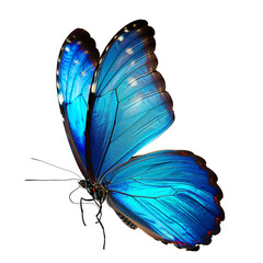 beautiful wings of a butterfly isolated on white background