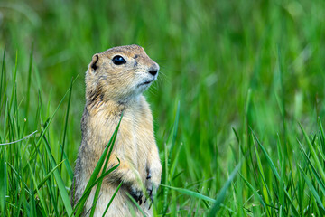 A Richardson's ground squirrel stands up to survey the prairie at Frank Lake in Alberta, Canada