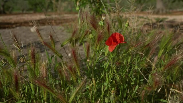 In puglia, italy, a vivid red papaver rhoeas poppy blooms among wild grasses in an outdoor rural field.