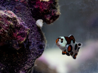 mocha storm clown fish