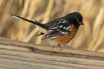 Western-Spotted Towhee