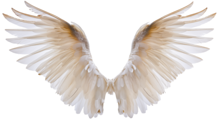 angel wings on isolated background