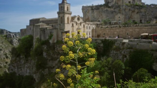 A yellow flowering ferula communis plant stands in the foreground with the historic buildings of matera, italy, creating a picturesque backdrop under a clear blue sky.