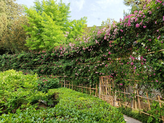 China, Xi'an, blooming bush rose in the garden
