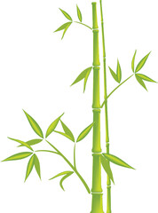 Green Bamboo, Bamboo trunks and leaves on a white background, vector illustration (mesh)