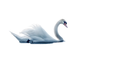 Swan isolated on a transparent background, PNG, Ai