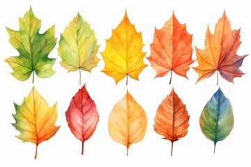 Fototapeta premium A watercolor of leaf color