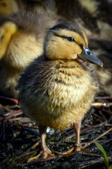 Baby ducks