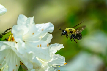 Bees and flowers