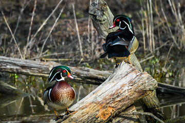 Wood ducks