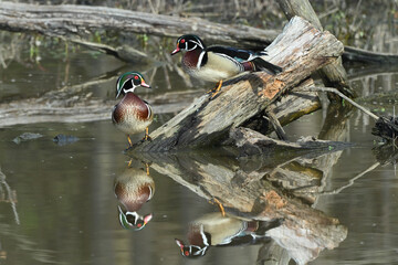 Wood ducks