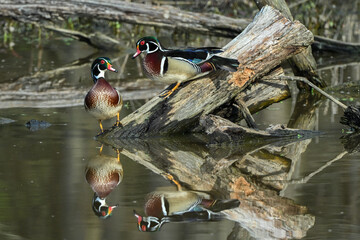 Wood ducks