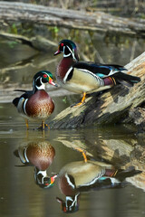 Wood ducks